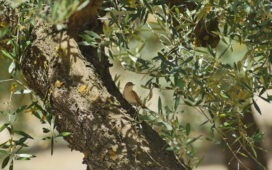 Olivenöle aus Europa tragen zum Klimaschutz bei