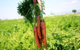Saisonstart: Möhren gibt's wieder frisch vom Feld