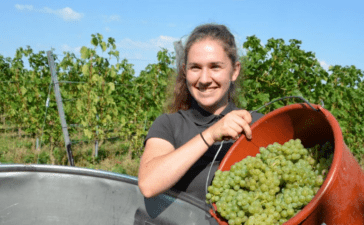 Weinlese für den ersten Federweißen