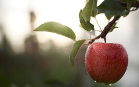 Deutschland im Apfelrausch: Fräulein ist zurück! Fräulein, ein Apfel wie es ihn noch nie gab und ein echtes Zufallsprodukt der Natur