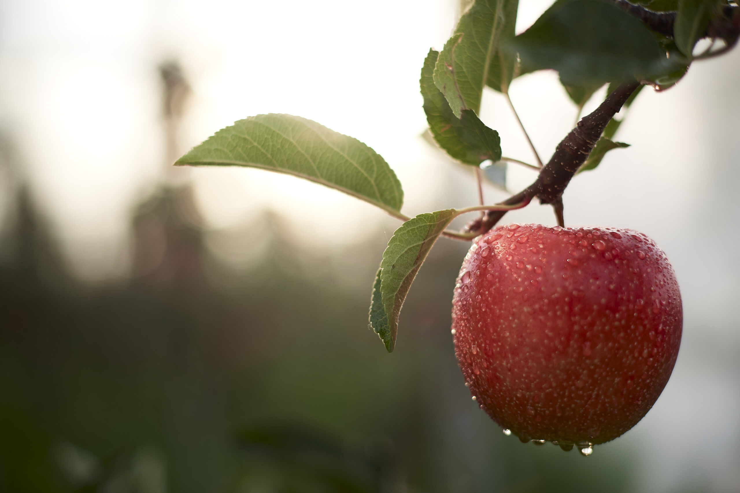 Deutschland im Apfelrausch: Fräulein ist zurück! Fräulein, ein Apfel wie es ihn noch nie gab und ein echtes Zufallsprodukt der Natur