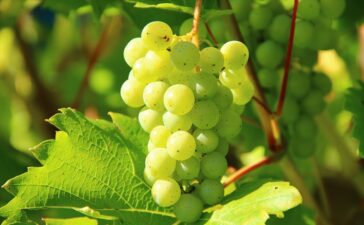 Bio wein sommerach