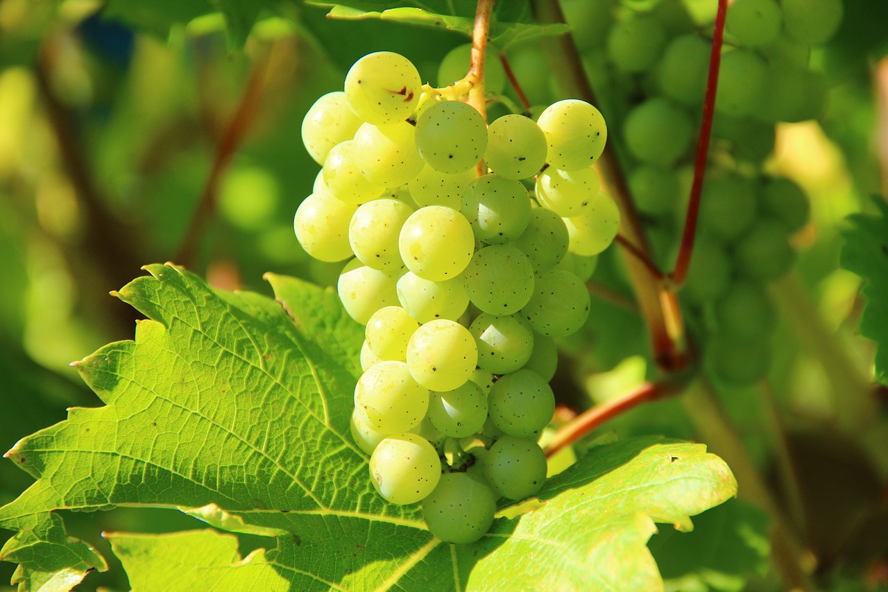 Bio wein sommerach