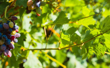 Weinberg mosel