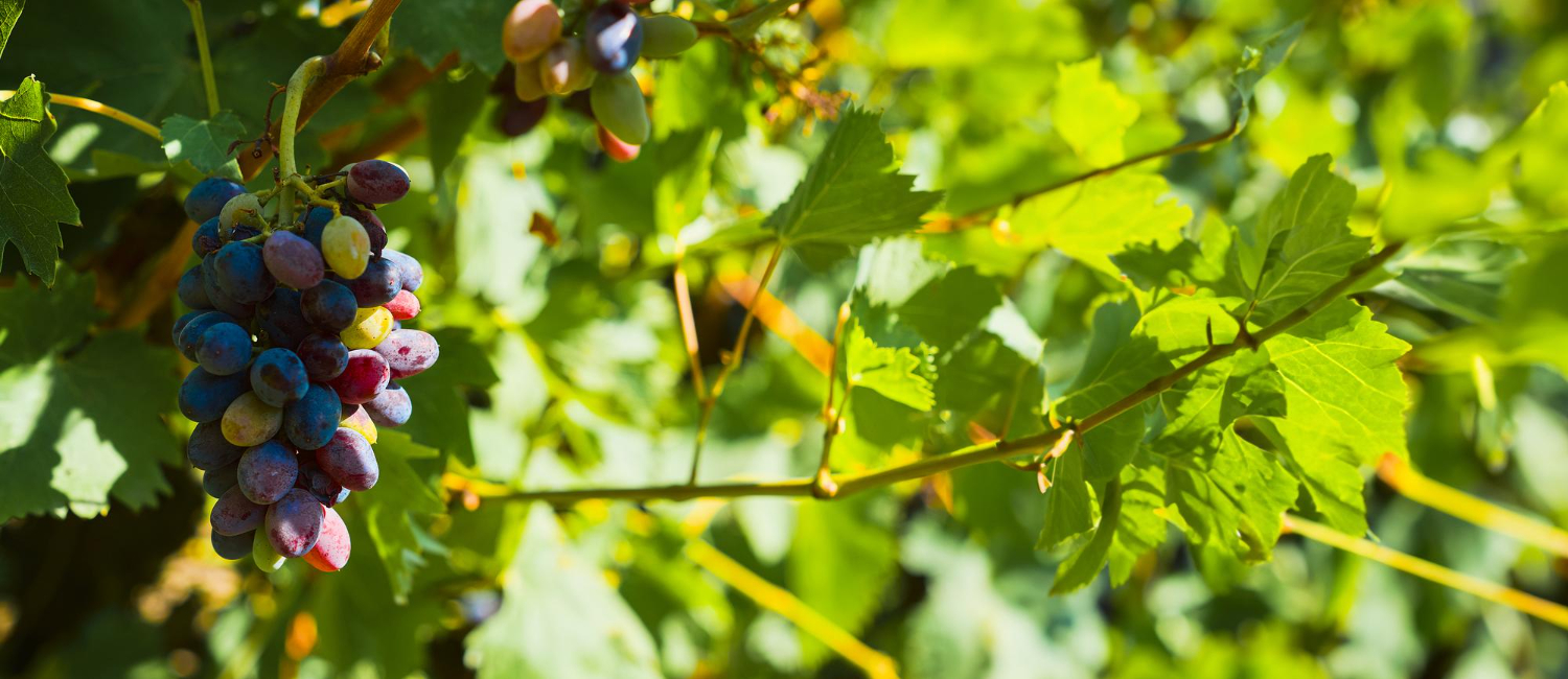 Weinberg mosel