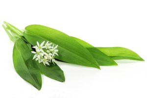 Bärlauchblätter und Blüte