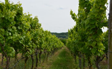 kulinarischer Ausflug Mainschleife Sommerach