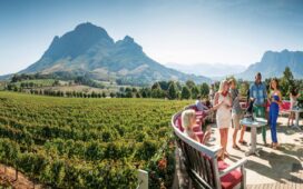 Weinlese in Südafrika