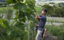 Schweizer Bio-Winzer Roland Lenz