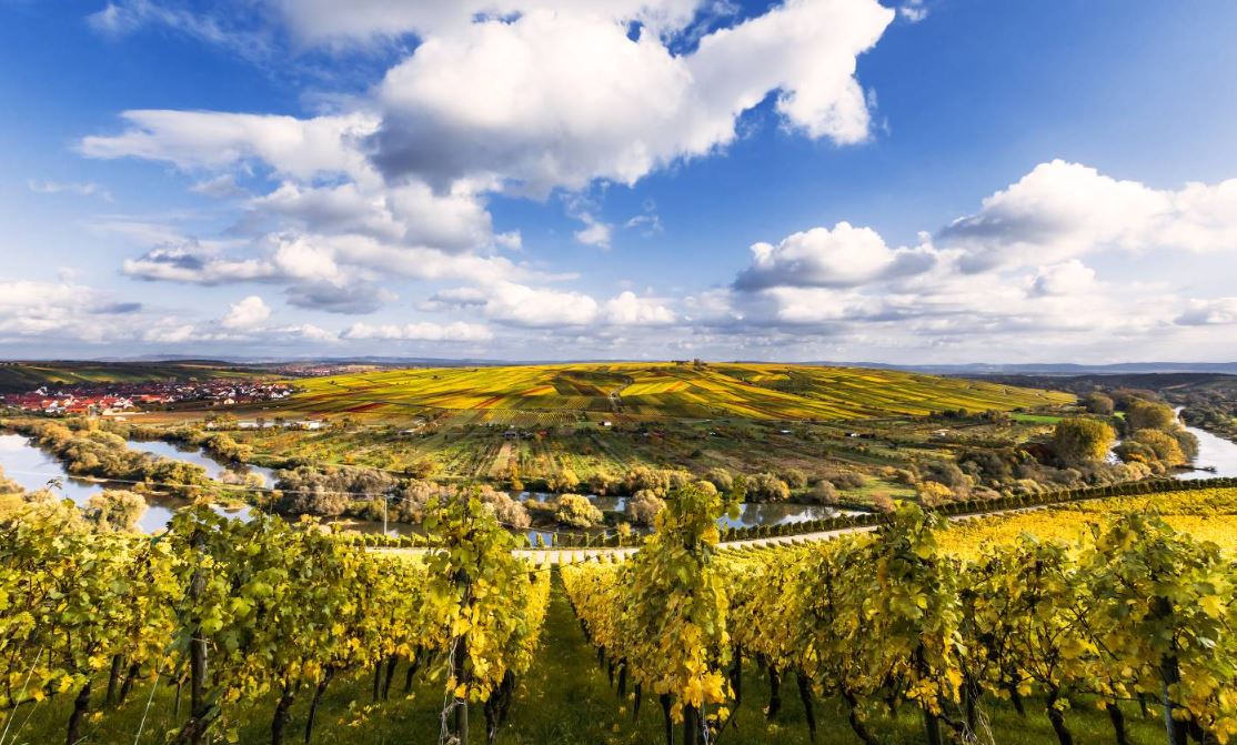 Wein aus der Mainschleife_Bild_ThomasA
