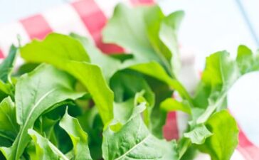Rucola der Gartensalat