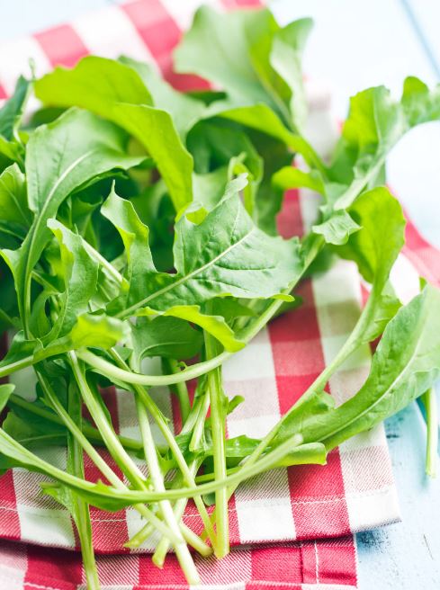 Rucola der Gartensalat