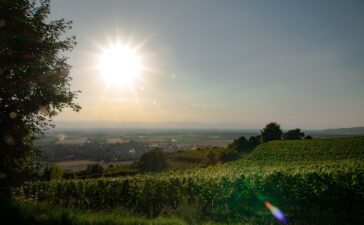 Wein und Wandern: Weinbergtouren und Weintasting rund um Umkirch