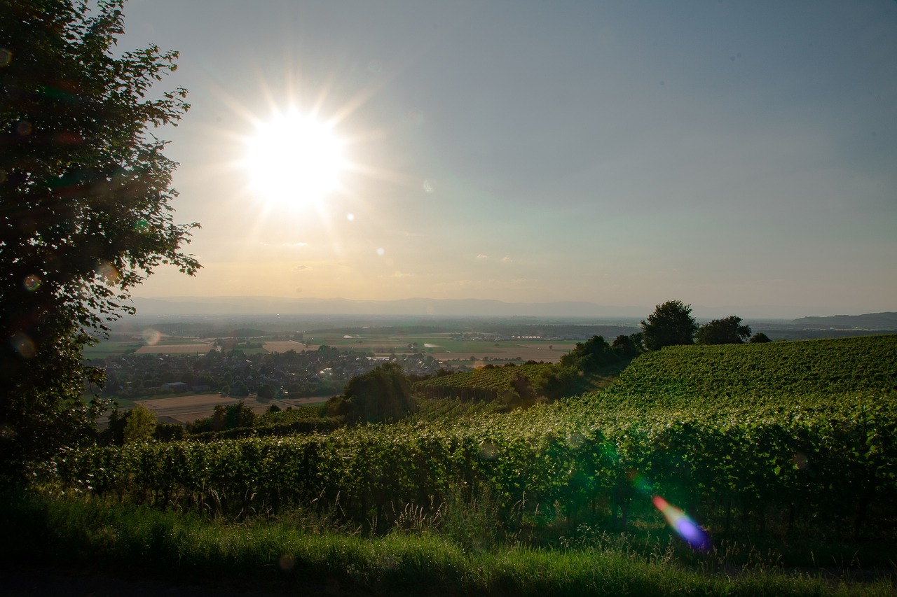 Wein und Wandern: Weinbergtouren und Weintasting rund um Umkirch