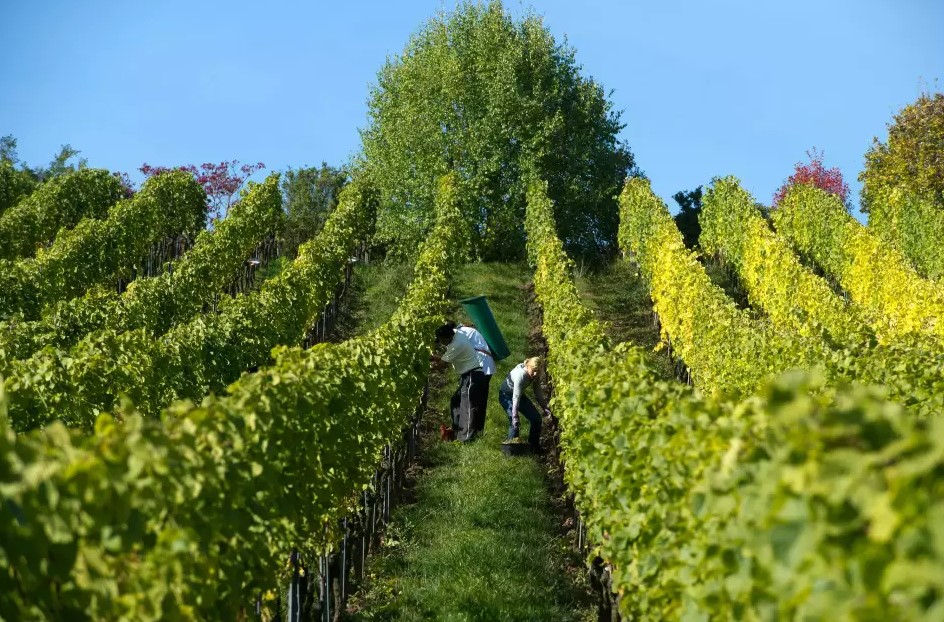 Weinjahrgang 2024