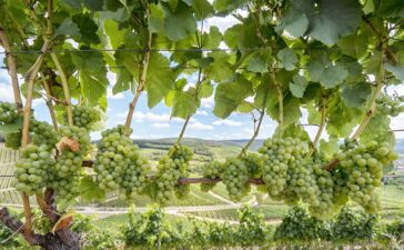 Weinanbau Unterfranken