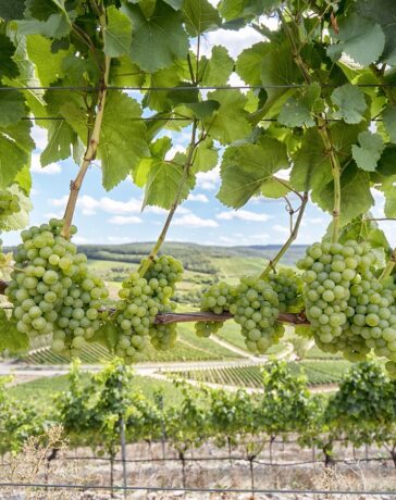 Weinanbau Unterfranken