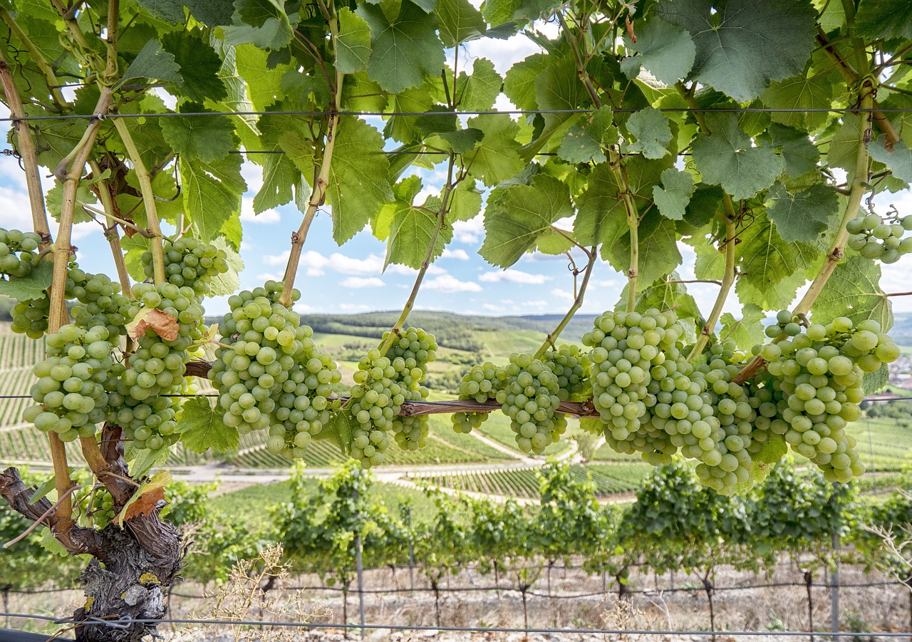 Weinanbau Unterfranken