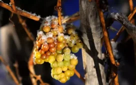 Eisweintrauben am Stock