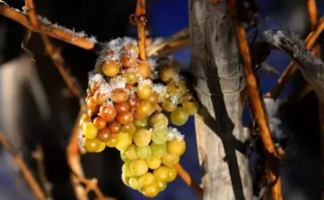 Eisweintrauben am Stock