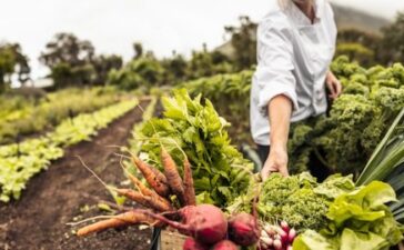Regionale Wertschöpfungsketten in der Gemeinschaftsverpflegung fördern