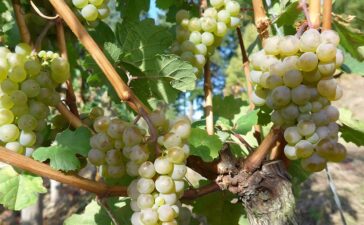 Weinlese 2025