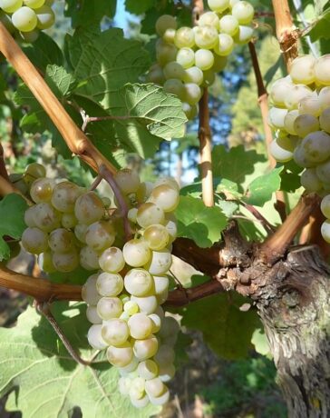 Weinlese 2025