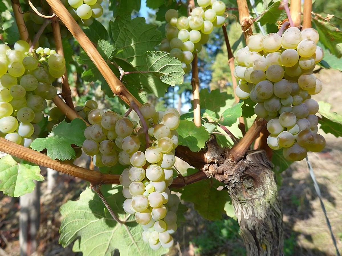 Weinlese 2025