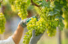 Weinernte Deutschland 2025