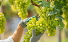 Weinernte Deutschland 2025