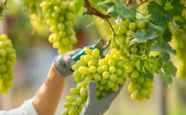 Weinernte Deutschland 2025