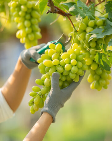 Weinernte Deutschland 2025