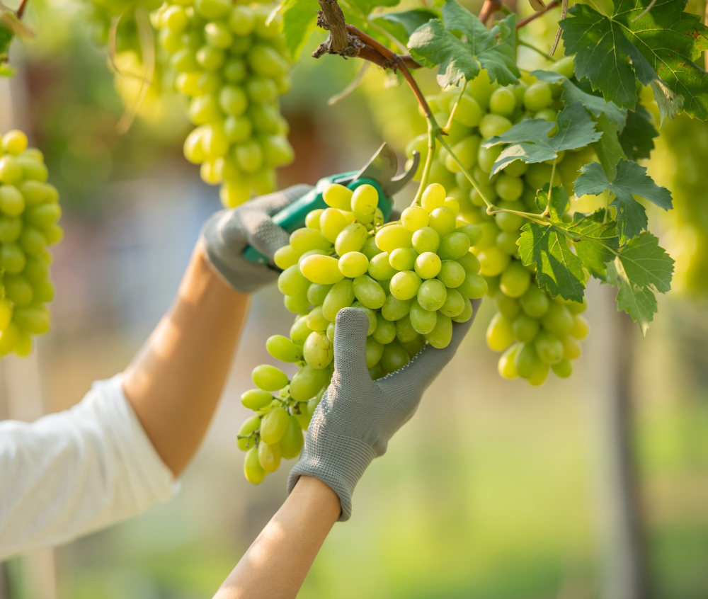 Weinernte Deutschland 2025