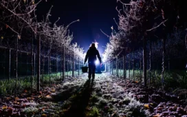 Eisweinlese 2025 in Nieder-Olm, Weingut Bischofsmühle / Ice wine harvest in Nieder-Olm, Weingut Bischofsmühle, Rheinhessen.