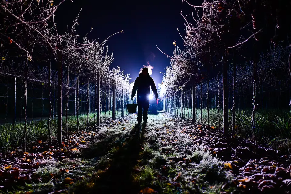 Eisweinlese 2025 in Nieder-Olm, Weingut Bischofsmühle / Ice wine harvest in Nieder-Olm, Weingut Bischofsmühle, Rheinhessen.