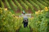 Weinernte 2025
