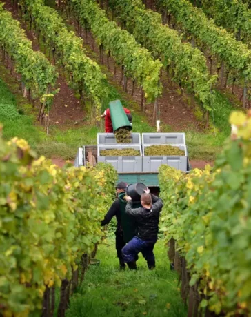 Weinernte 2025