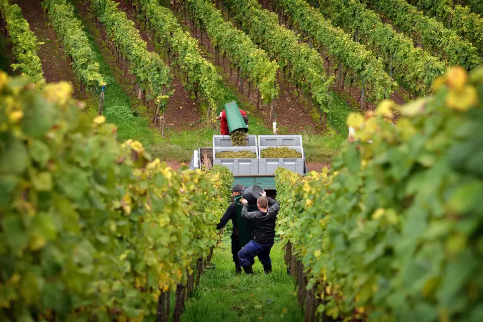 Weinernte 2025