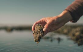 Signe Bogh Tonnesen - Austernsafari