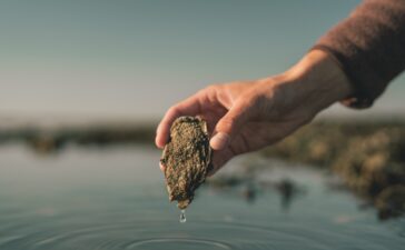 Signe Bogh Tonnesen - Austernsafari