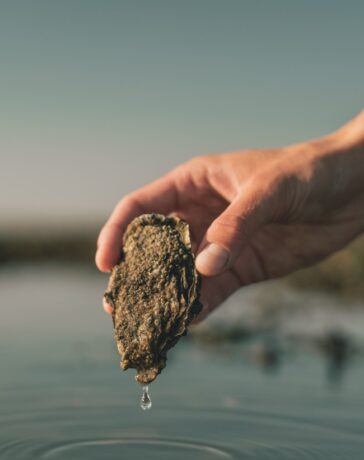 Signe Bogh Tonnesen - Austernsafari