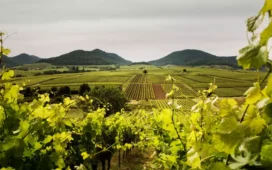 Mehr robuste Rebsorten in Deutschland