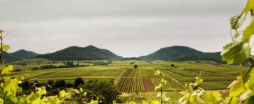 Mehr robuste Rebsorten in Deutschland