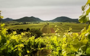 Mehr robuste Rebsorten in Deutschland