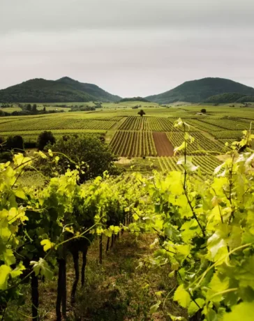 Mehr robuste Rebsorten in Deutschland
