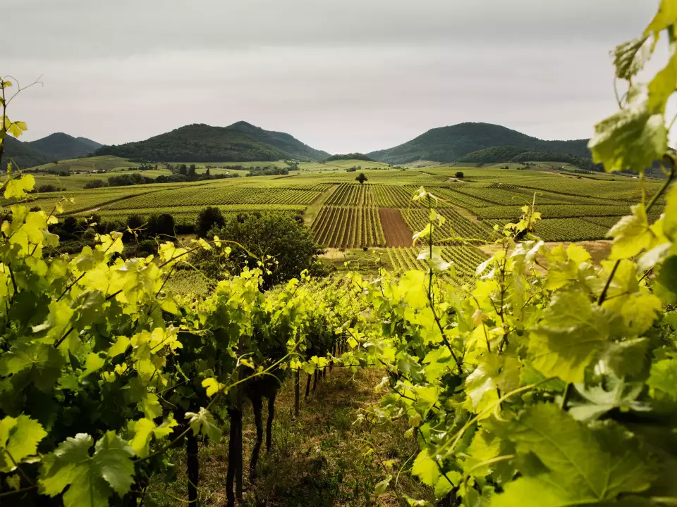 Mehr robuste Rebsorten in Deutschland